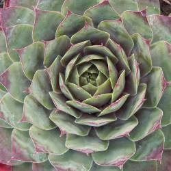 Sempervivum - Dachwurz - Hauswurz